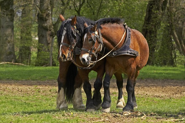 Cob Normand horse