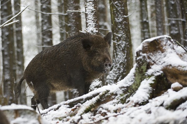 Wild Boar