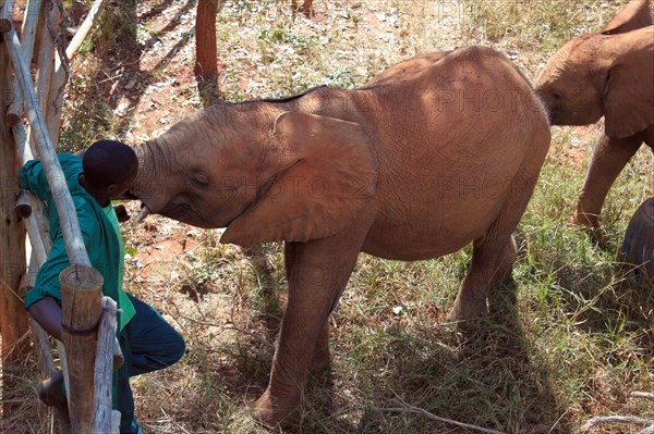 Elephant orphans with keeper