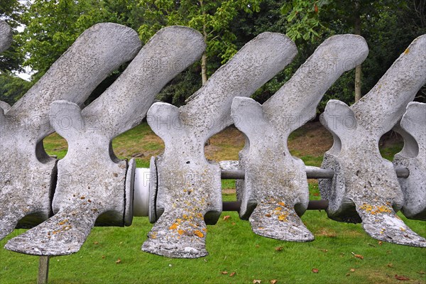 Dorsal vertebra of a Fin whale