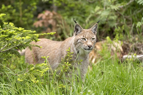 Lynx