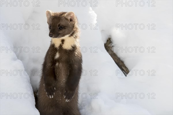 Close-up of a European pine marten