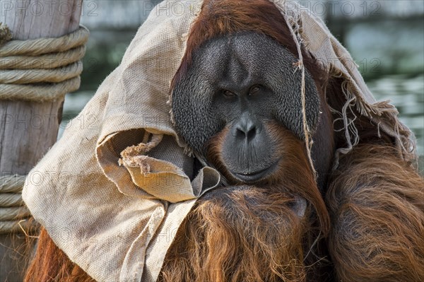 Sumatran orangutan