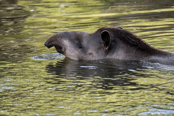 South American tapir