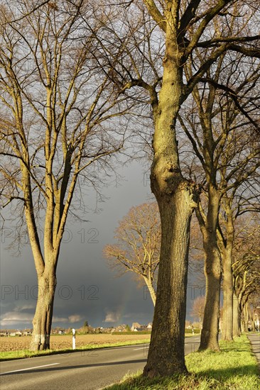 Avenue with horse chestnuts