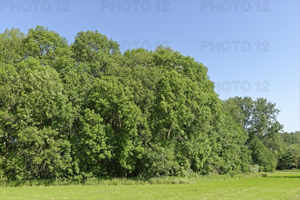 Forest edge with common European ash