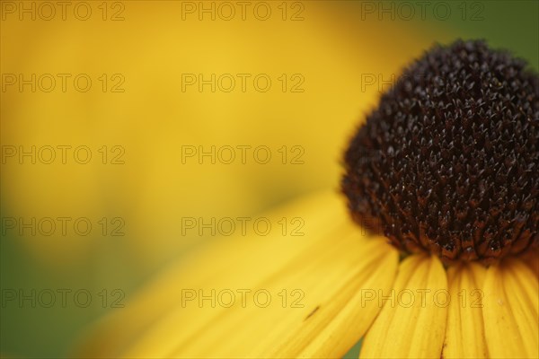 Orange coneflower