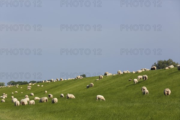 Domestic sheep on Elbe dike in Wedeler Marsch
