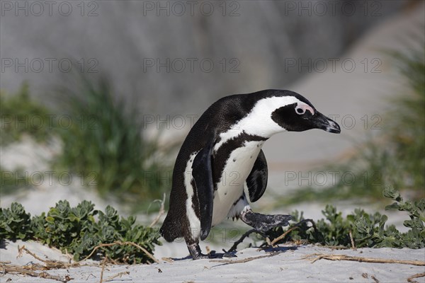 African penguin