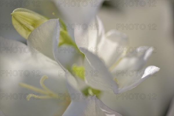 Campanula persicifolia