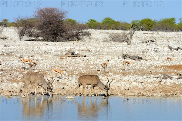 Greater kudu