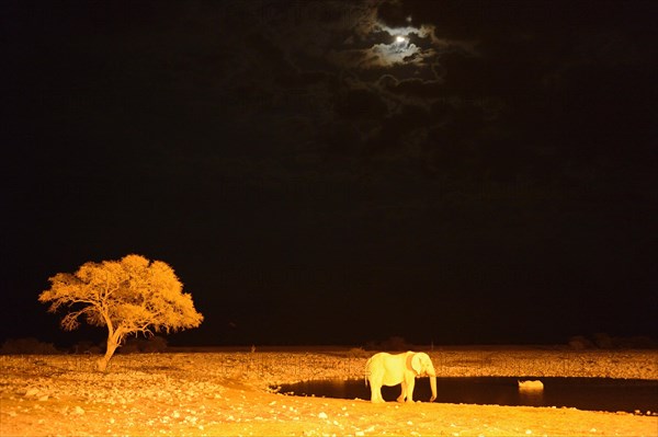 African elephant