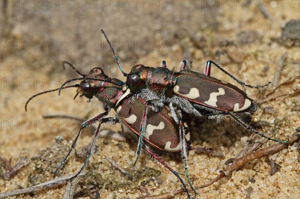 Dune Sand Beetle