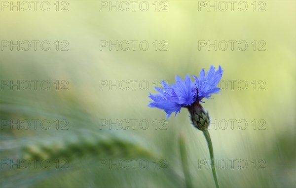 Cornflower