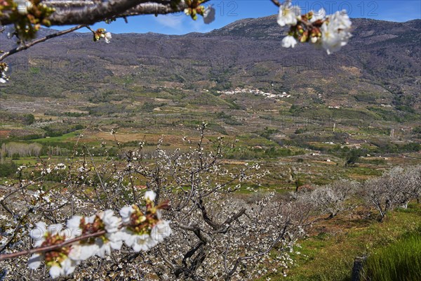 Cherry trees