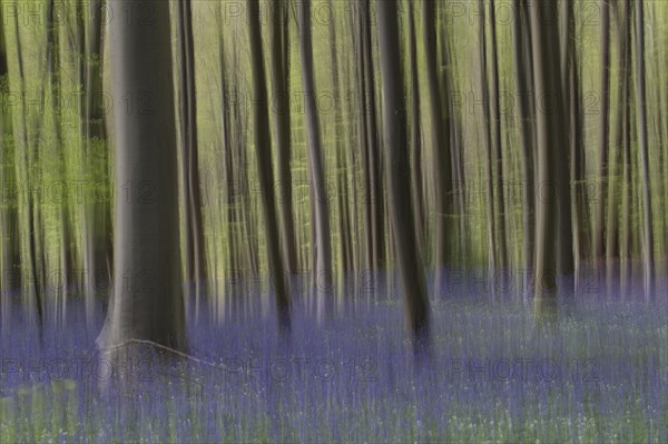 Bluebells