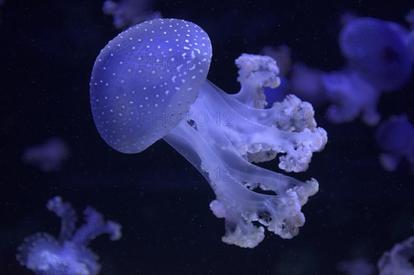 Australian spotted jellyfish