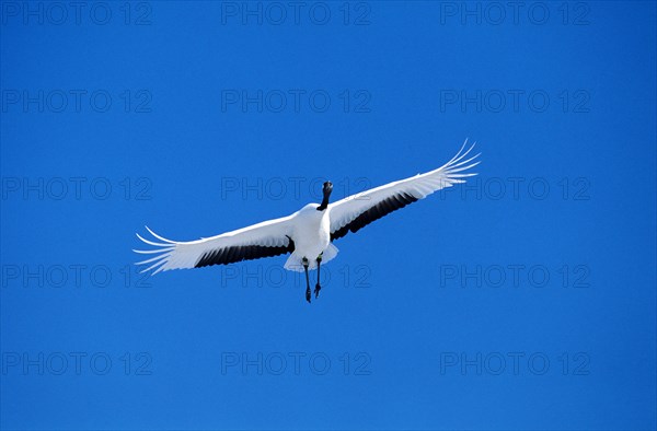 Japanese Red crowned crane