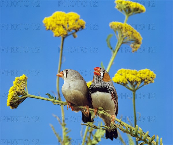 Zebra Finch