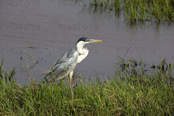 Cocoi heron