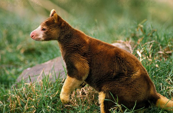 Matschie's tree kangaroo