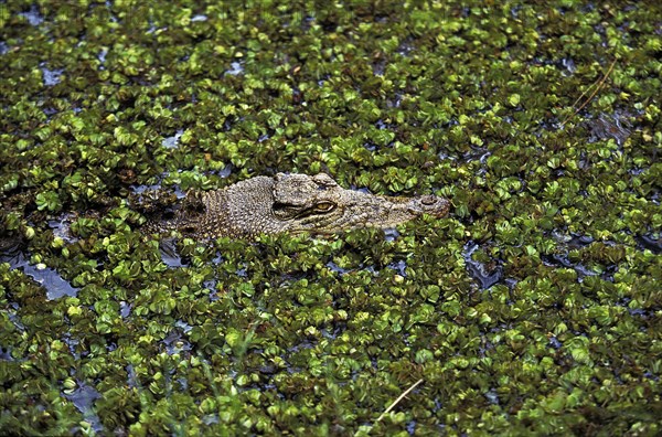 Australian Saltwater Crocodile