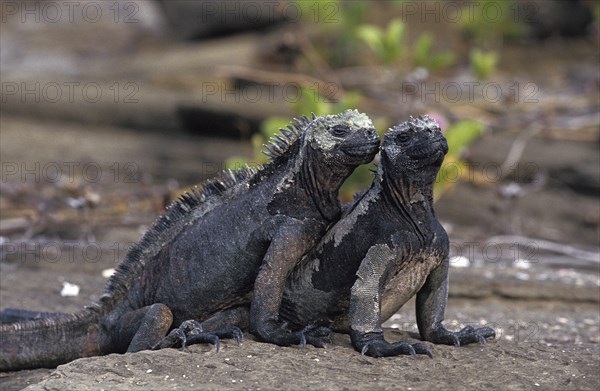 Galapagos Sea Iguana