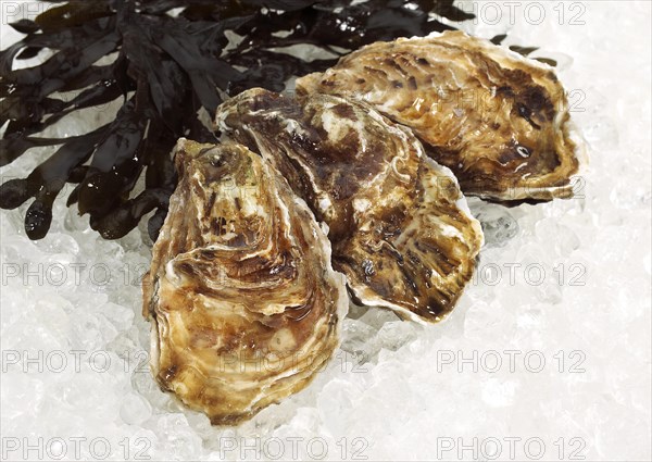 French oyster