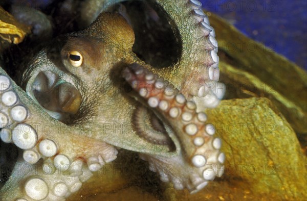 Common Octopus