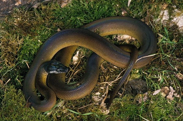 White-lipped python