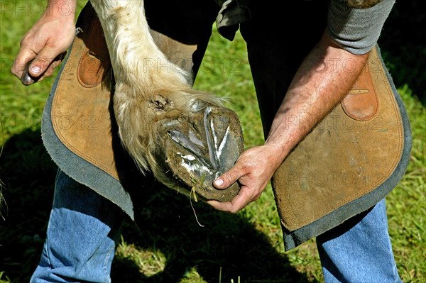 HUFSCHMIED WHEN A PERCHERON HORSE