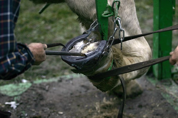 FARRIER SHOES A PERCHERON HORSE