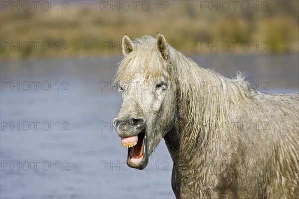 CAMARGUE HORSE