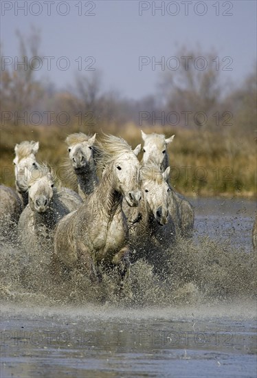CAMARGUE HORSE