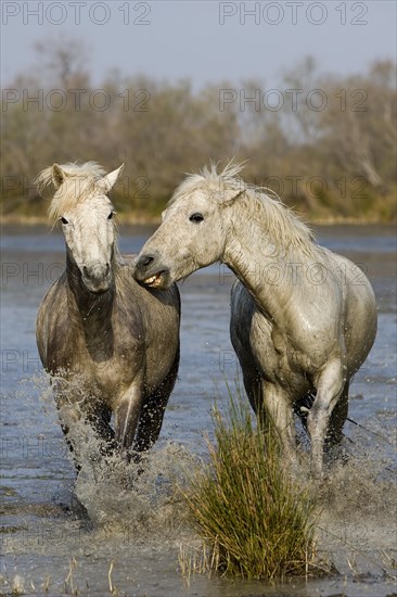 CAMARGUE HORSE
