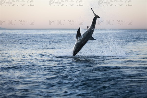 Great white shark