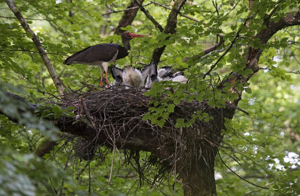 Black Stork