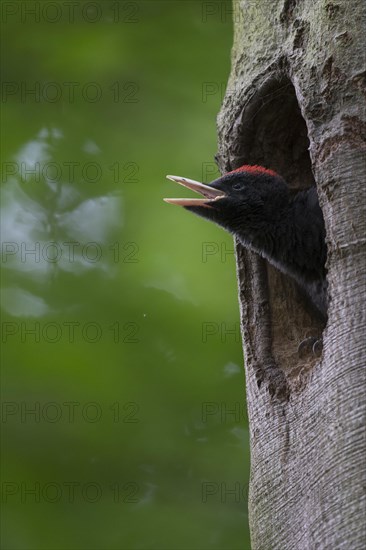 Black Woodpecker