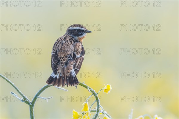 Whinchat