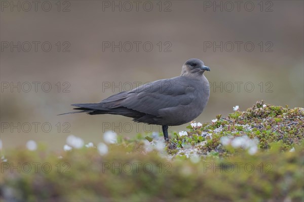 Arctic skua