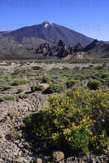 Volcanic vegetation