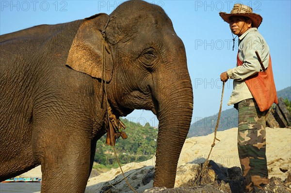 Elephant and mahout