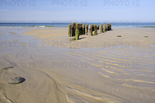 Algae-covered groynes in the evening at low tide