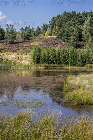 Pond and heather