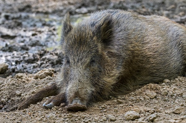 Wild boar