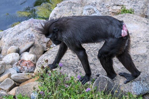 Celebes crested macaque