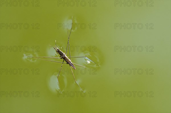 Two Common Pond Skaters