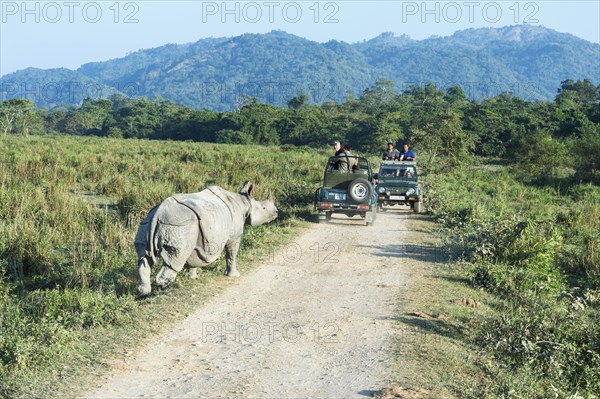 Indian rhinoceros