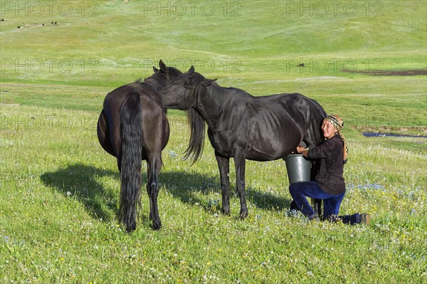 Kyrgyz woman milking a mare in a mountain pasture