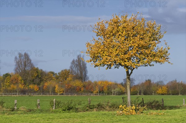 English oak